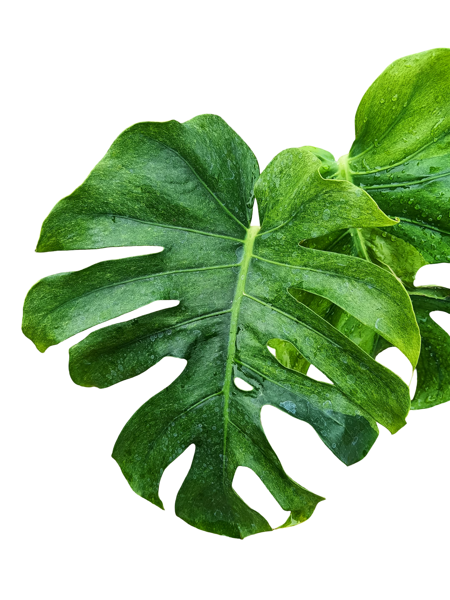 Monstera deliciosa ‘NOID’ – Rare Variegated Form (Actual Plant)