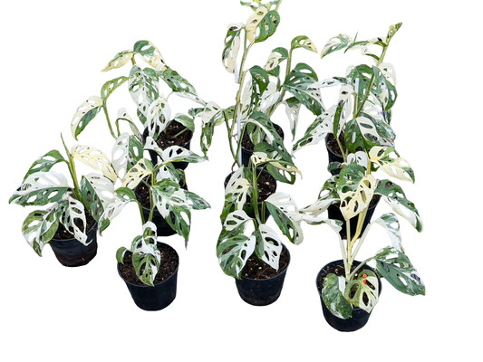 Monstera adansonii ‘Acuminata’ Albo Variegated – Set of 10 Plants (Wholesale)