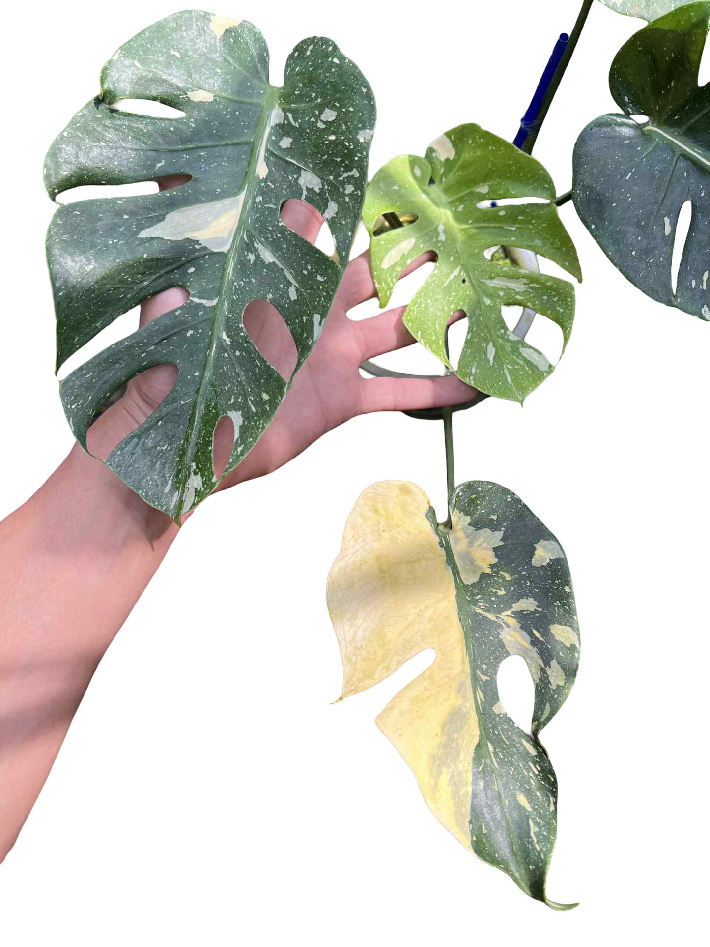 Monstera Deliciosa “Long Face” — Actual Plant