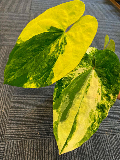 Anthurium papillilaminum Variegated