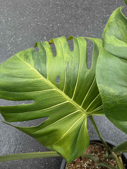 Monstera Deliciosa “Golden Mint” Variegated – Mature Big Size (Rare Actual Plant)