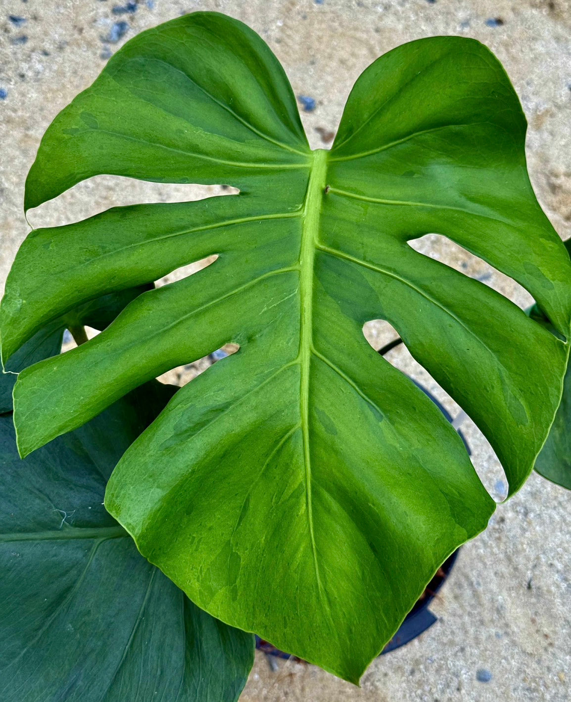 Monstera Deliciosa “NOID” - Actual Plant