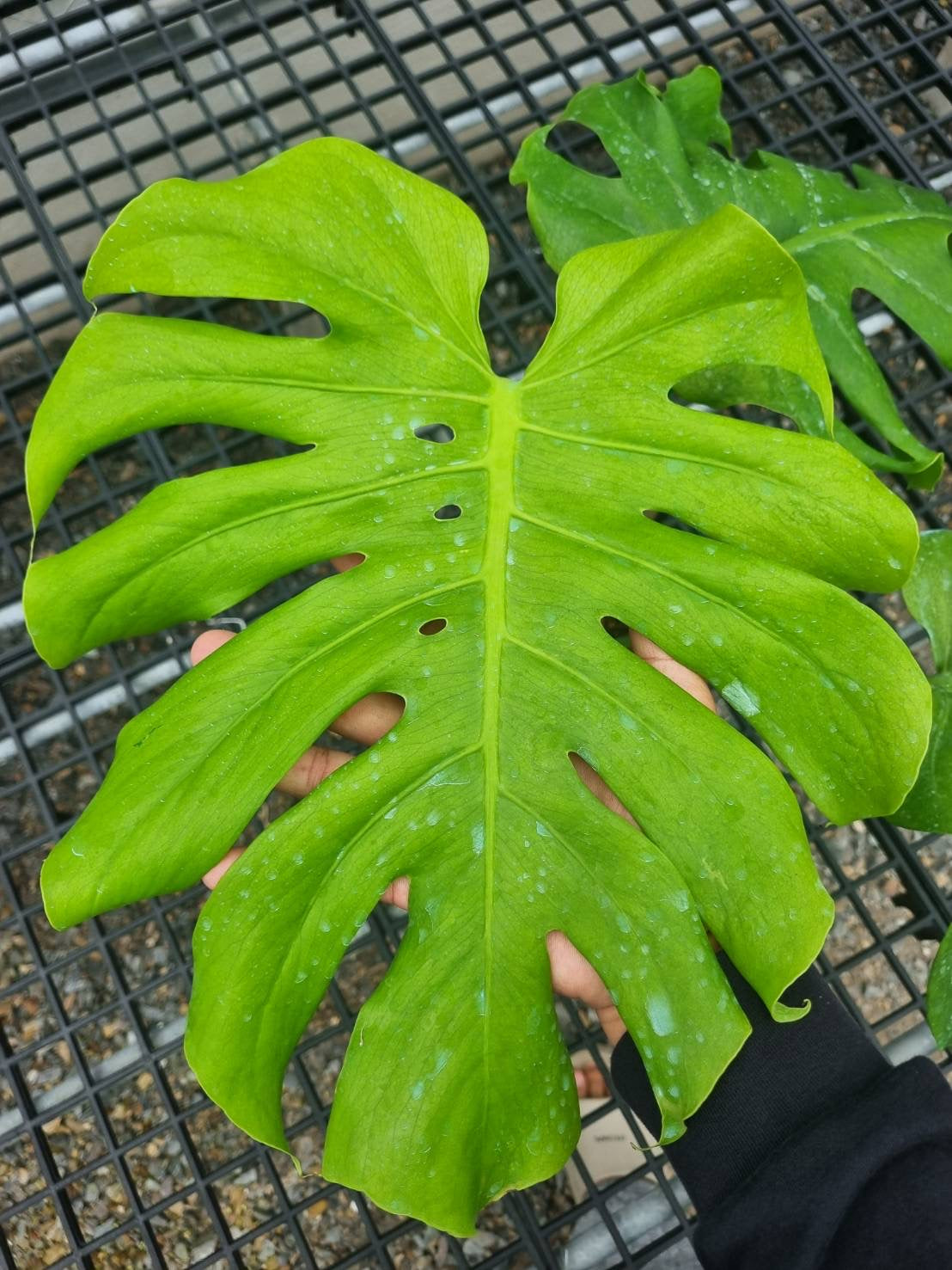 Monstera Deliciosa “NOID” - Actual Plant