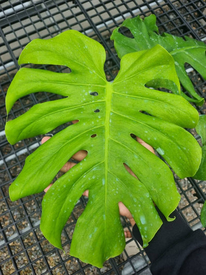 Monstera Deliciosa “NOID” - Actual Plant