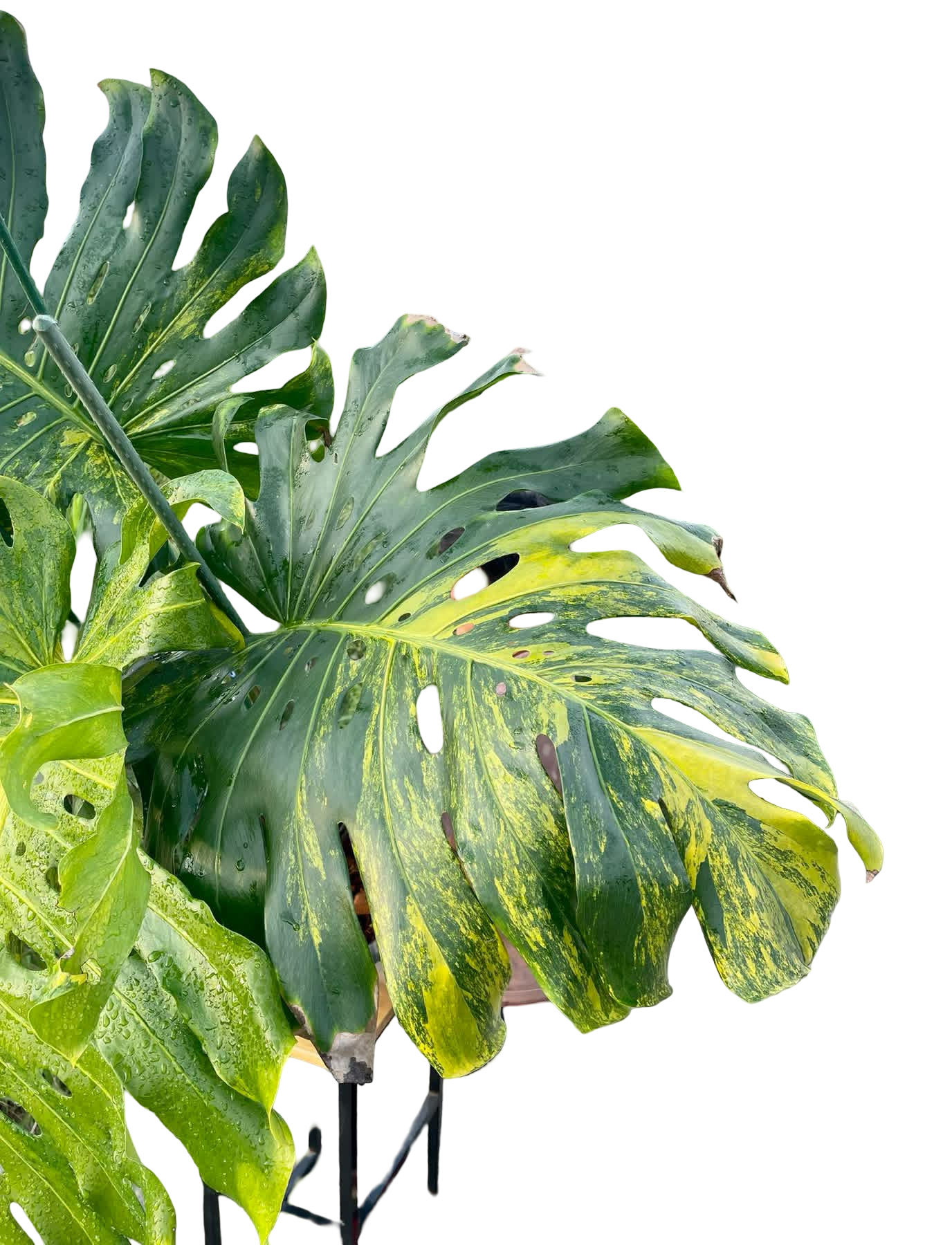 Monstera Deliciosa “Pumpkin” – (Actual Plant) Big Size