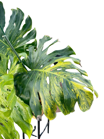 Monstera Deliciosa “Pumpkin” – (Actual Plant) Big Size