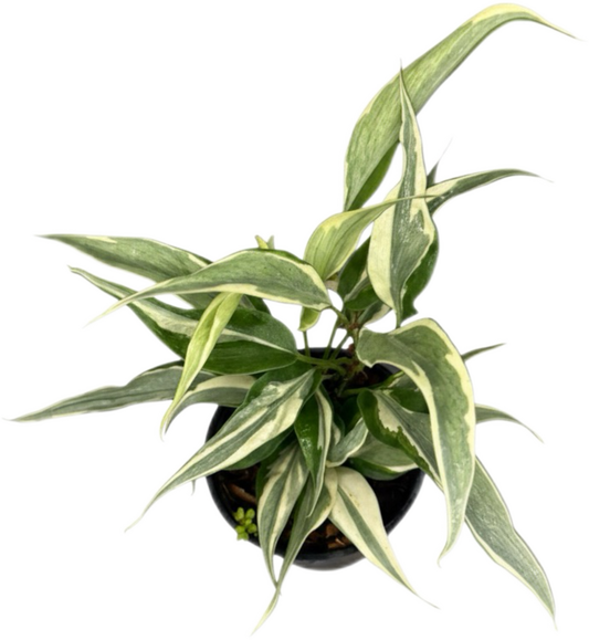 Philodendron Hederaceum “Rio” Variegated – Set of 10 Plants
