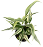 Philodendron Hederaceum “Rio” Variegated – Set of 10 Plants