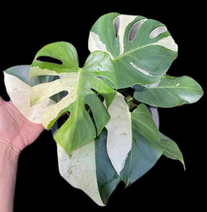Monstera Deliciosa “Albo” Variegated — Actual Plant (2 in 1 pot)