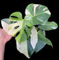Monstera Deliciosa “Albo” Variegated — Actual Plant (2 in 1 pot)