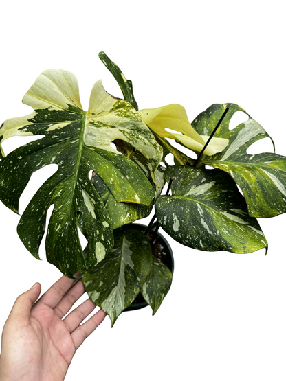 Monstera deliciosa ‘Yoda’ – Rare Variegated (Actual Plant)