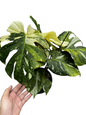 Monstera deliciosa ‘Yoda’ – Rare Variegated (Actual Plant)