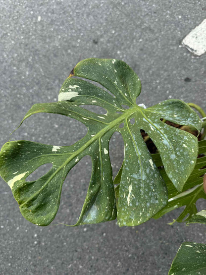 Monstera deliciosa ‘Fish Bone’ Variegated – Big Size (Actual Plant)