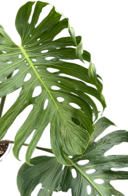 Monstera deliciosa ‘Tattoo ’ – Rare Collector’s Plant (Big Mature Size)