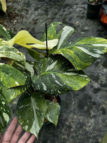 Monstera deliciosa ‘Yoda’ – Rare Variegated (Actual Plant)