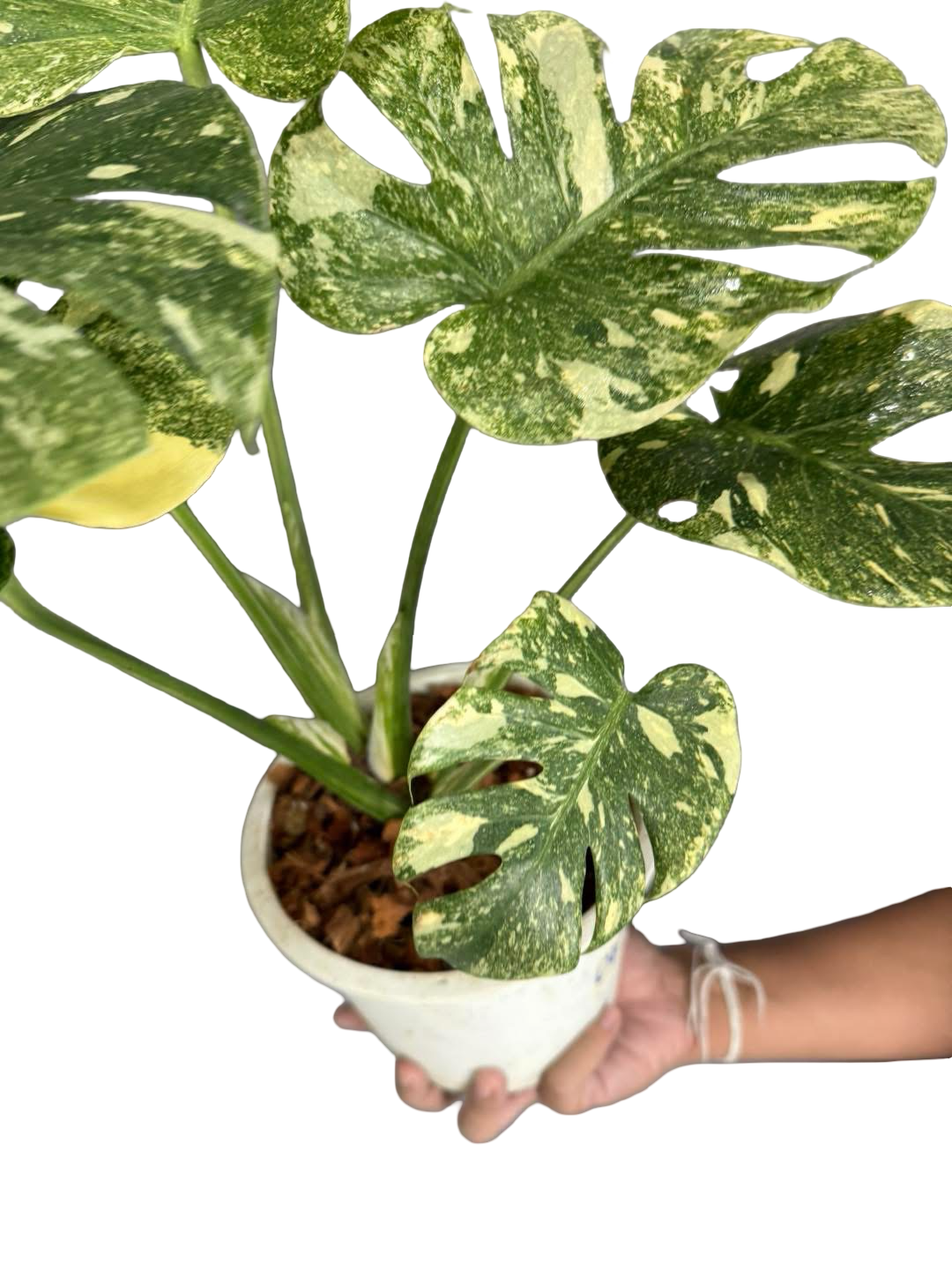 Monstera deliciosa ‘Legacy’ Variegated