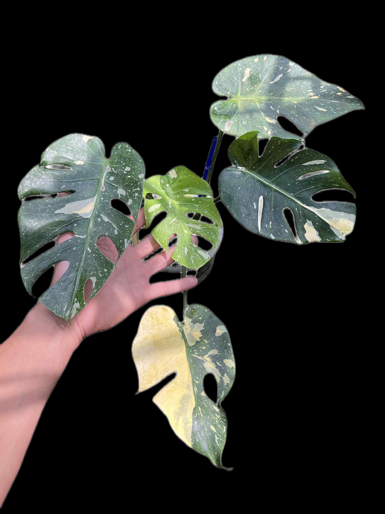 Monstera Deliciosa “Long Face” — Actual Plant