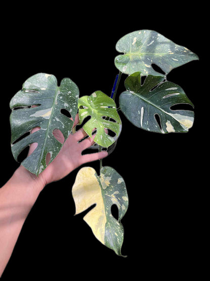 Monstera Deliciosa “Long Face” — Actual Plant