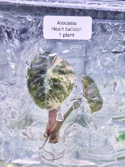 Alocasia Heart Balloon Pink Variegated – Tissue Culture Wholesale