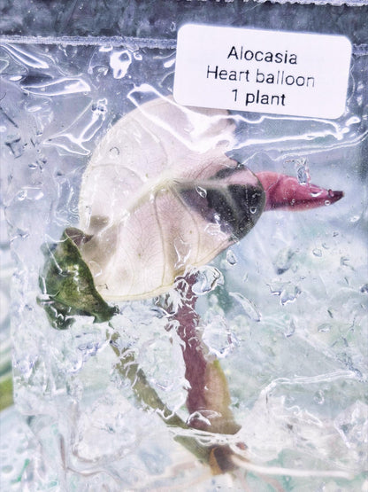 Alocasia Heart Balloon Pink Variegated – Tissue Culture Wholesale