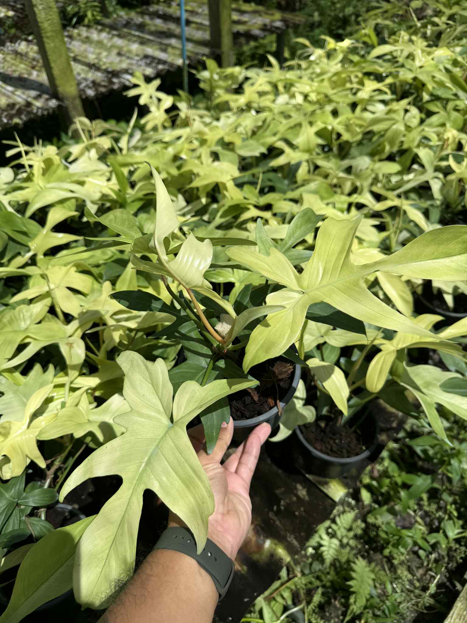 Philodendron “Florida Ghost” Variegated – Wholesale Set of 10 Plants 