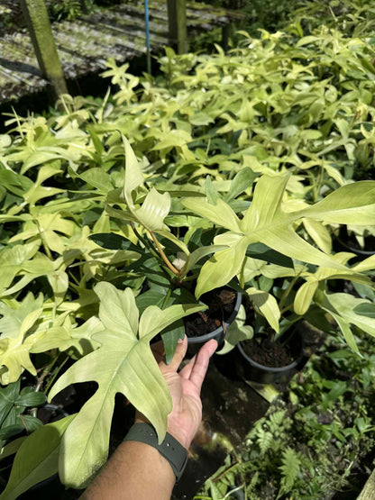 Philodendron “Florida Ghost” Variegated – Wholesale Set of 10 Plants 