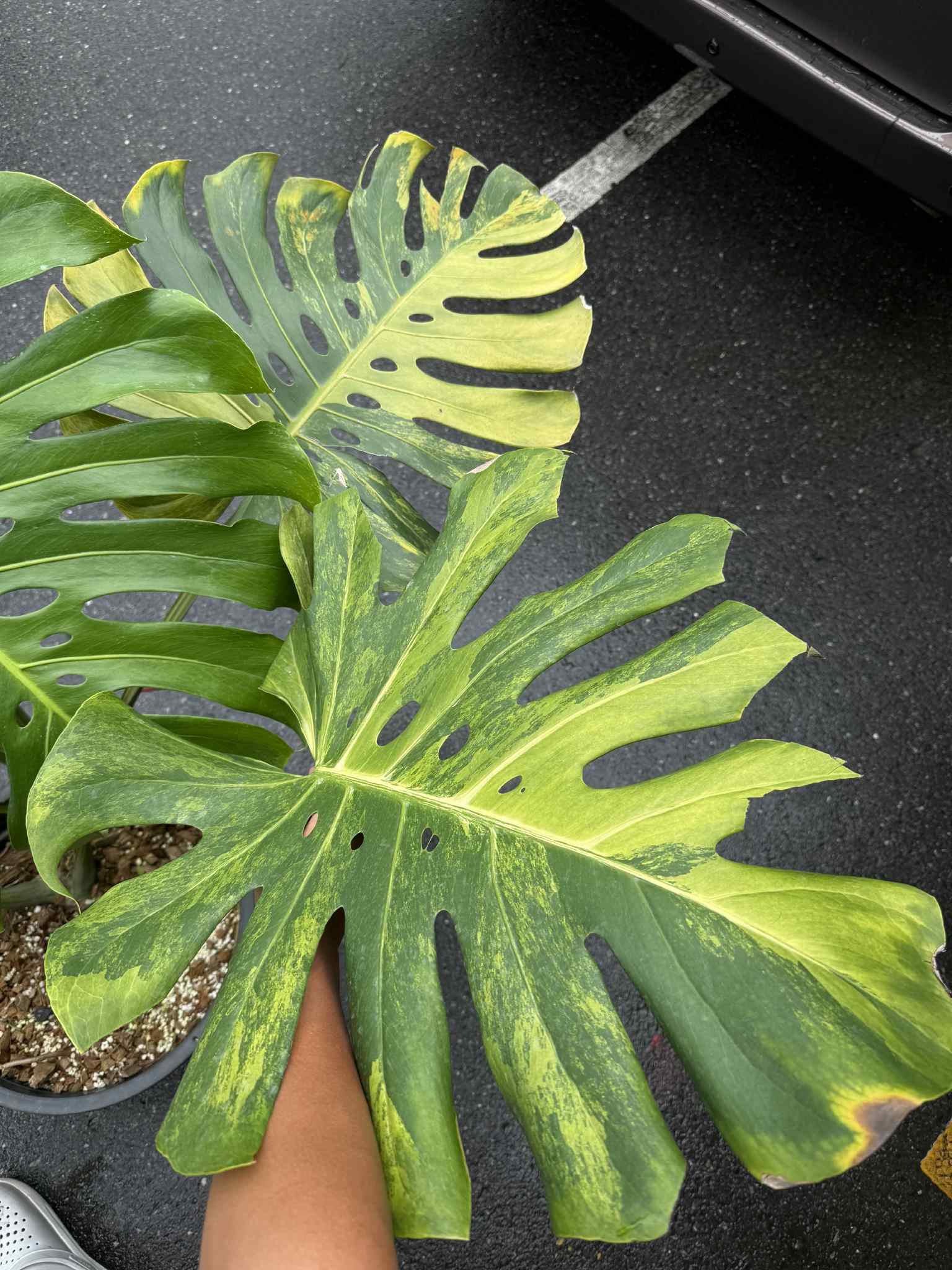 Monstera Deliciosa “Golden Mint” Variegated – Mature Big Size (Rare Actual Plant)