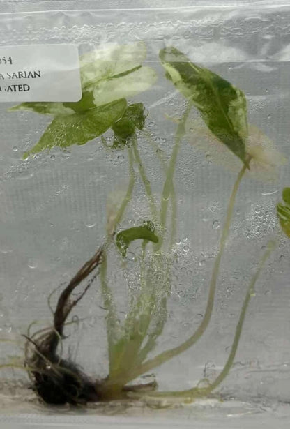 Alocasia Sarian Variegated – Plant Tissue Culture (Wholesale)