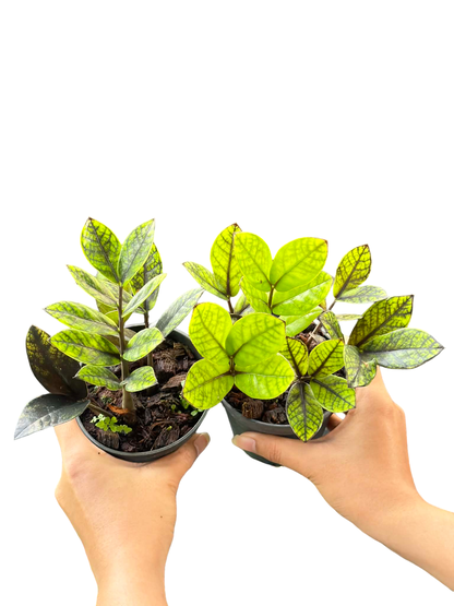 Zamioculcas zamiifolia ‘Black Variegated’ – Set of 10 Plants (Variegated Black ZZ Plant)