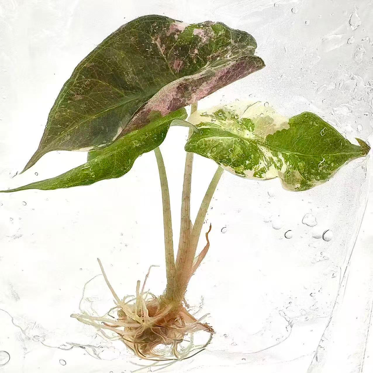 Alocasia Nobilis Pink Variegated (K Version) – Tissue Culture Plantlets (Set of 10)