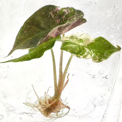 Alocasia Nobilis Pink Variegated (K Version) – Tissue Culture Plantlets (Set of 10)