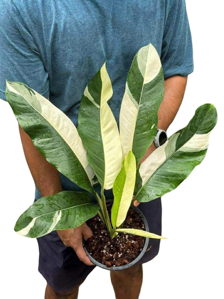 Epipremnum Giganteum Albo Variegated Set of 3 Plants
