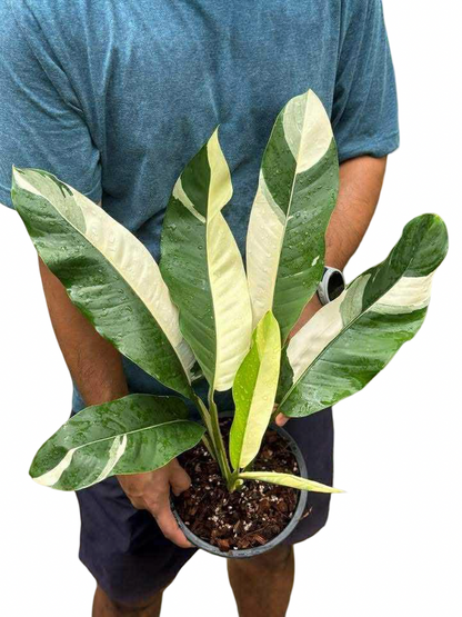 Epipremnum Giganteum Albo Variegated Set of 3 Plants