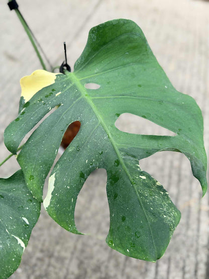 Monstera deliciosa ‘Star Lord’ – Rare Actual Plant