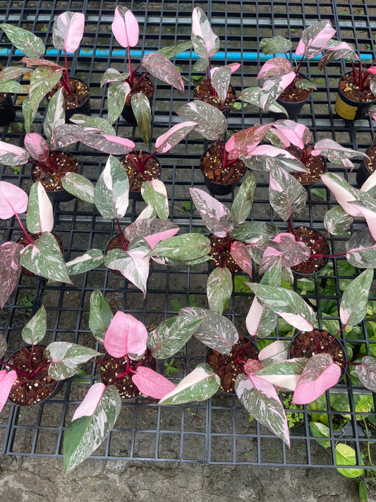 Philodendron Pink Princess Galaxy