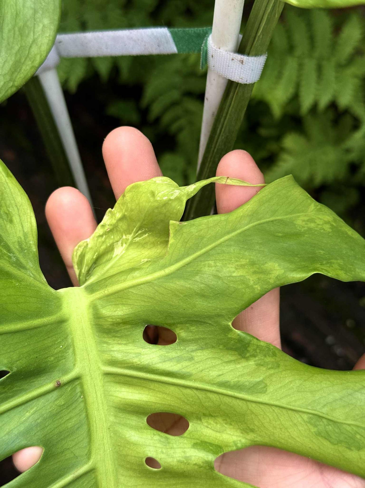 Monstera Deliciosa (Green on Green) NOID – Actual Plant