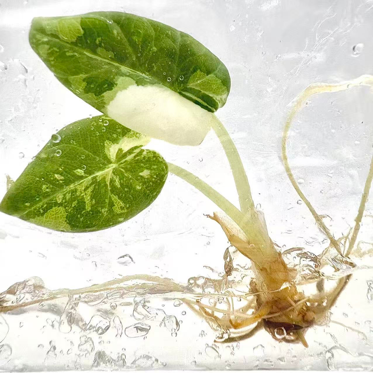 Alocasia Maharani Albo Variegated – Plant Tissue Culture (Wholesale) Set of 5 Plants