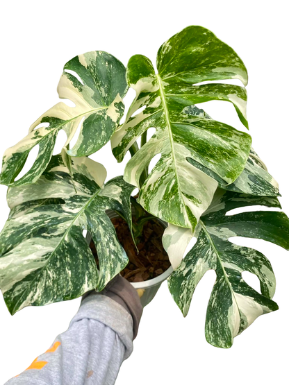 Monstera borsigiana ‘Albo Tiger’ Variegated – Set of 10 Plants