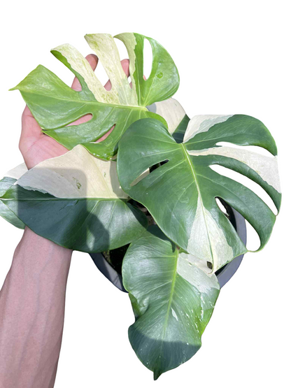 Monstera Deliciosa “Albo” Variegated — Actual Plant (2 in 1 pot)