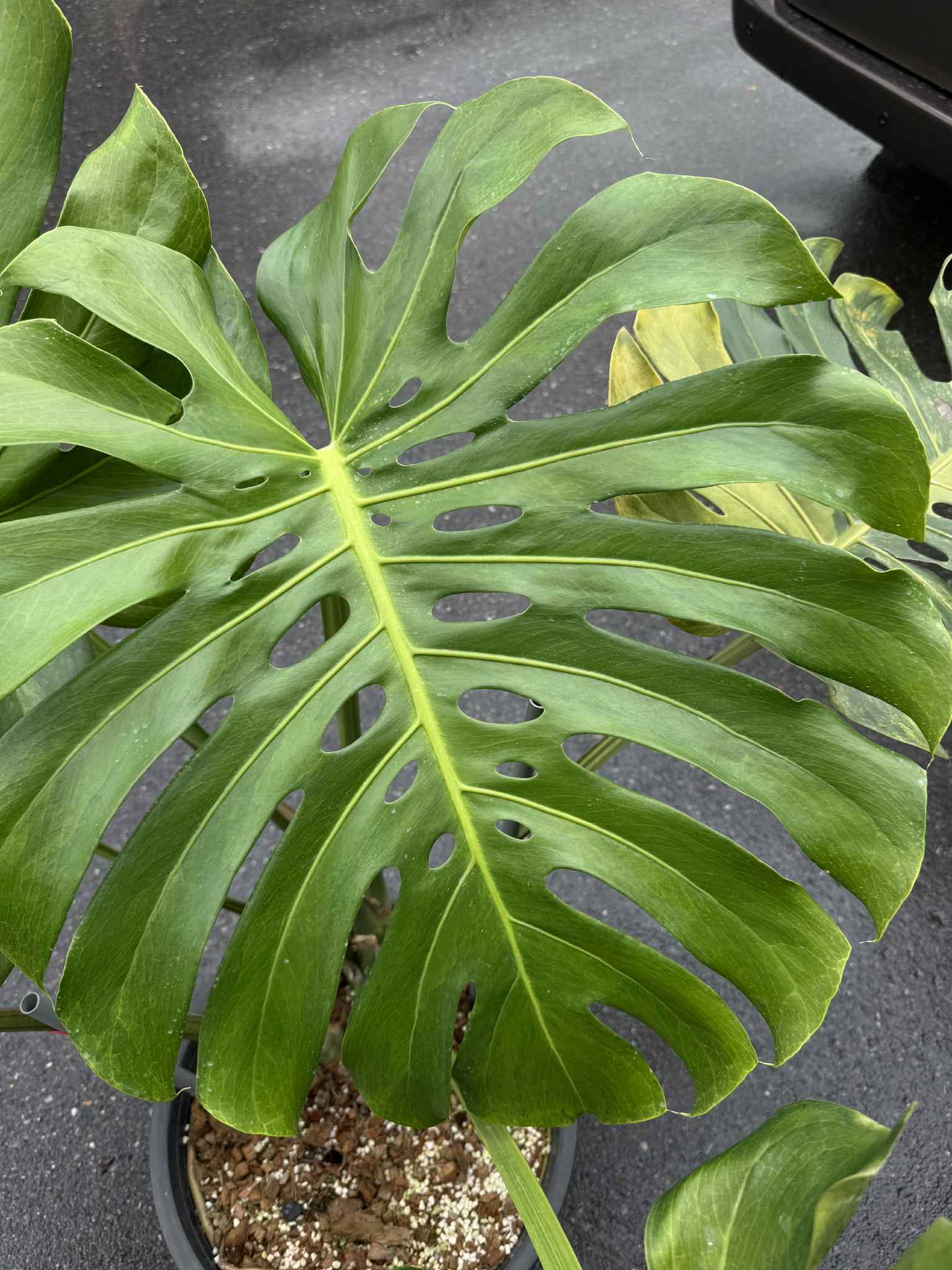Monstera Deliciosa “Golden Mint” Variegated – Mature Big Size (Rare Actual Plant)