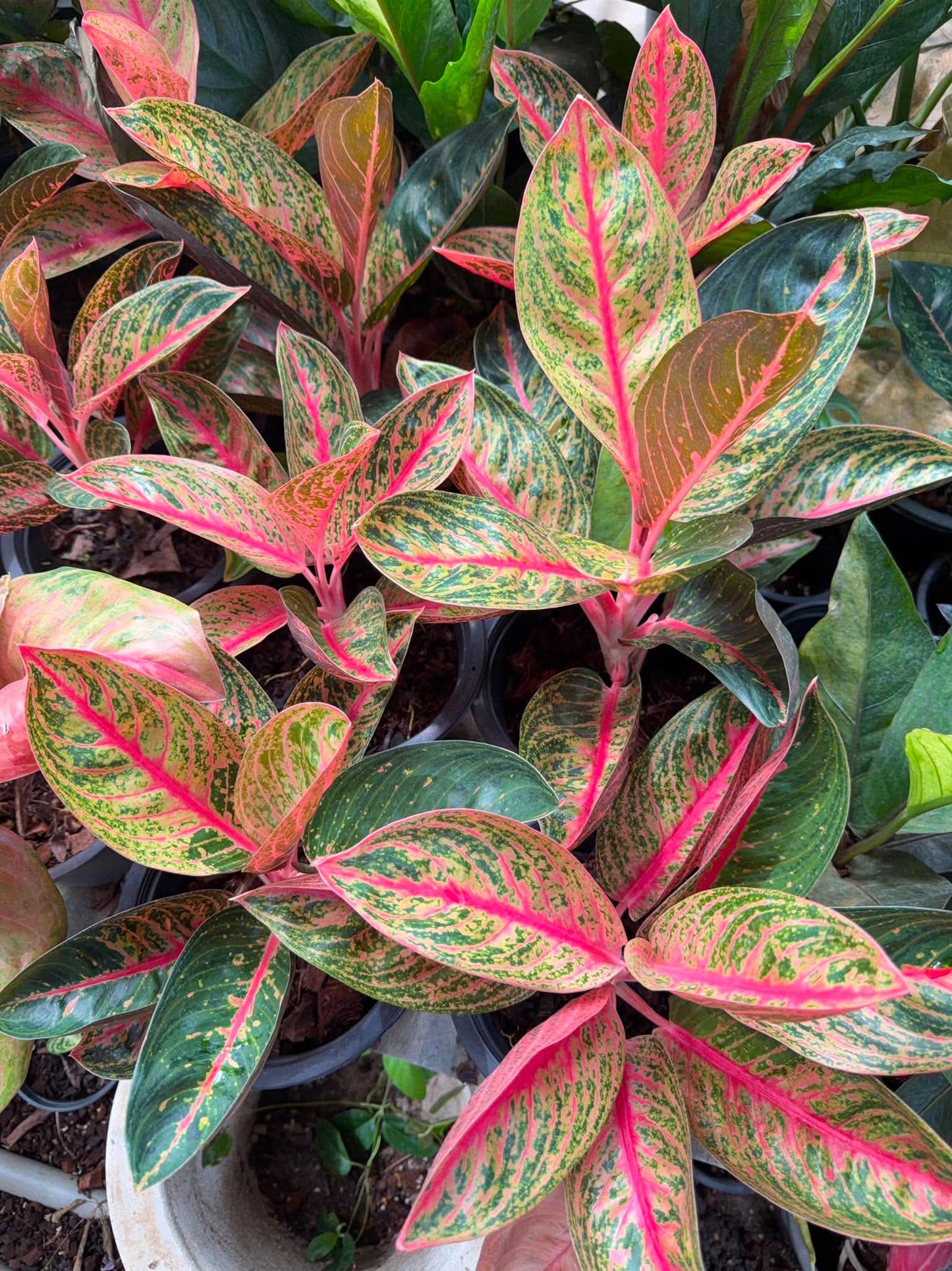 Aglaonema “Widuri” Set of 10 Live Plants