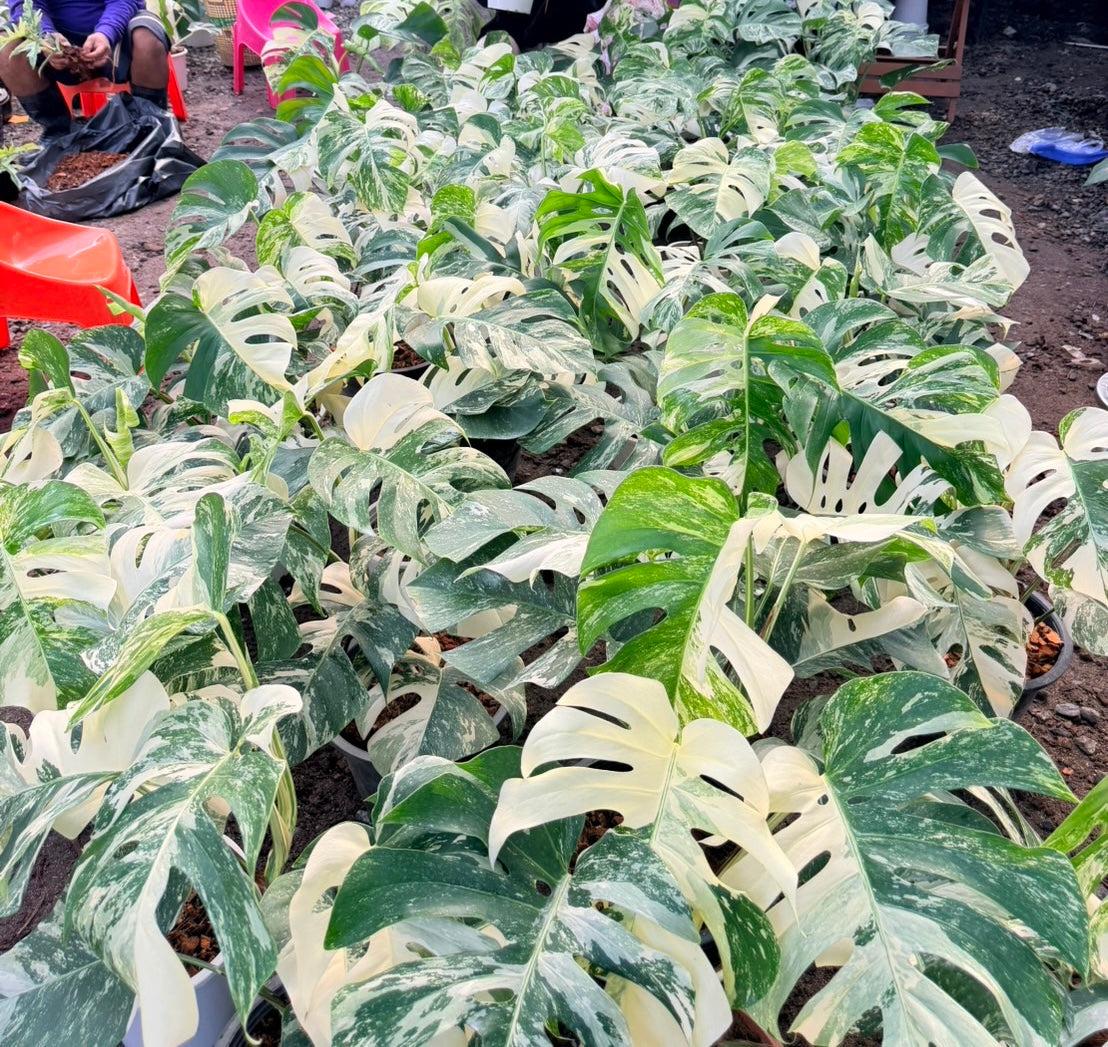 Monstera borsigiana ‘Albo Tiger’ Variegated – Set of 10 Plants
