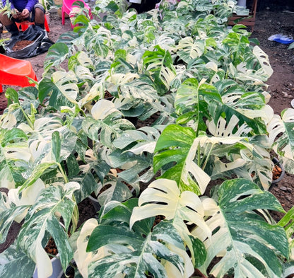 Monstera borsigiana ‘Albo Tiger’ Variegated – Set of 10 Plants