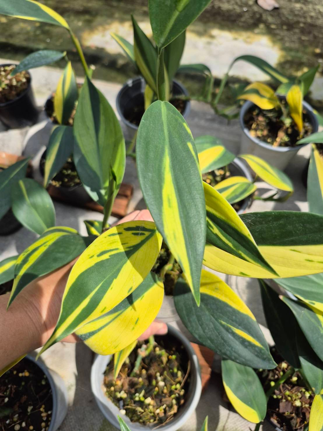 Scindapsus Rupestris Variegated (Set of 5)