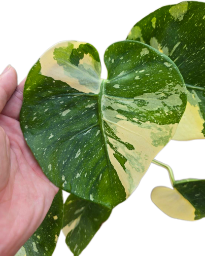 Monstera Deliciosa “Scorpion ” – Actual Plant (Rare Collector’s Edition)