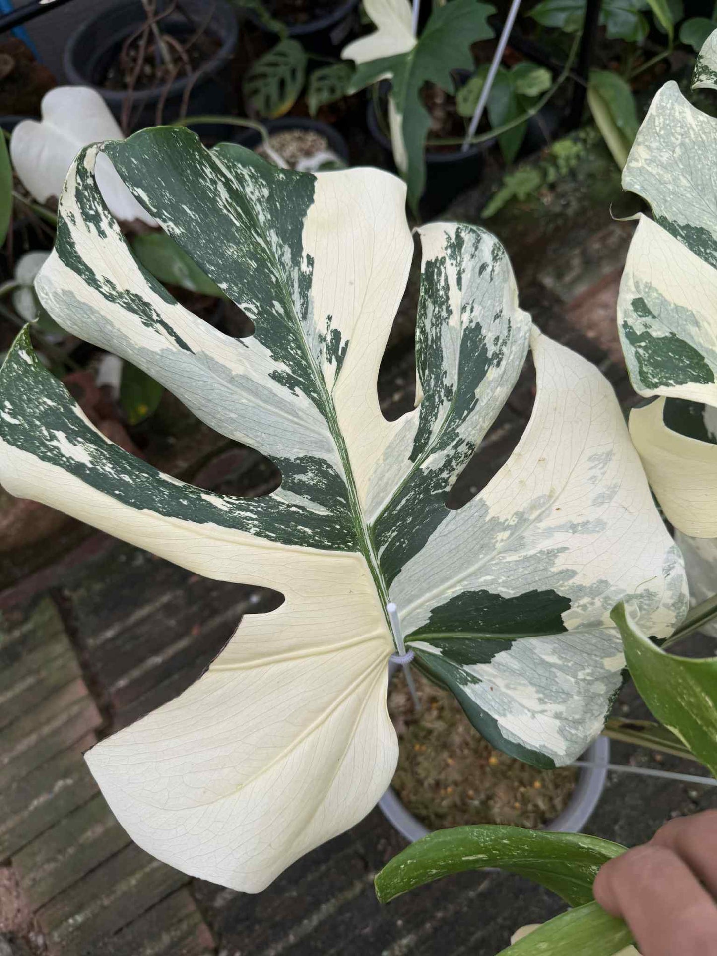 Monstera Deliciosa “Yakuza” Variegation – (Actual Plant)