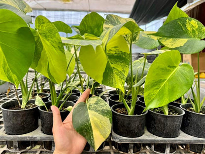 Monstera Deliciosa “Yellow Marilyn” Set of 10 Plants (Wholesale)