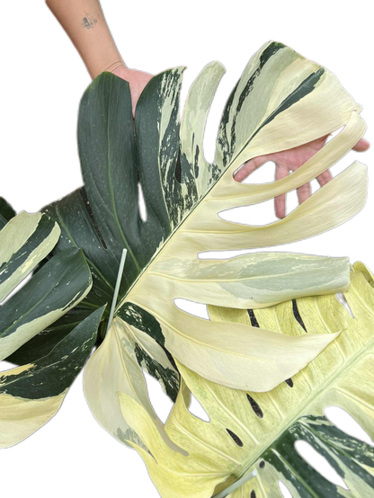 Monstera Borsigiana “Mint” Variegated – Mother Plant (Massive Actual Plant)