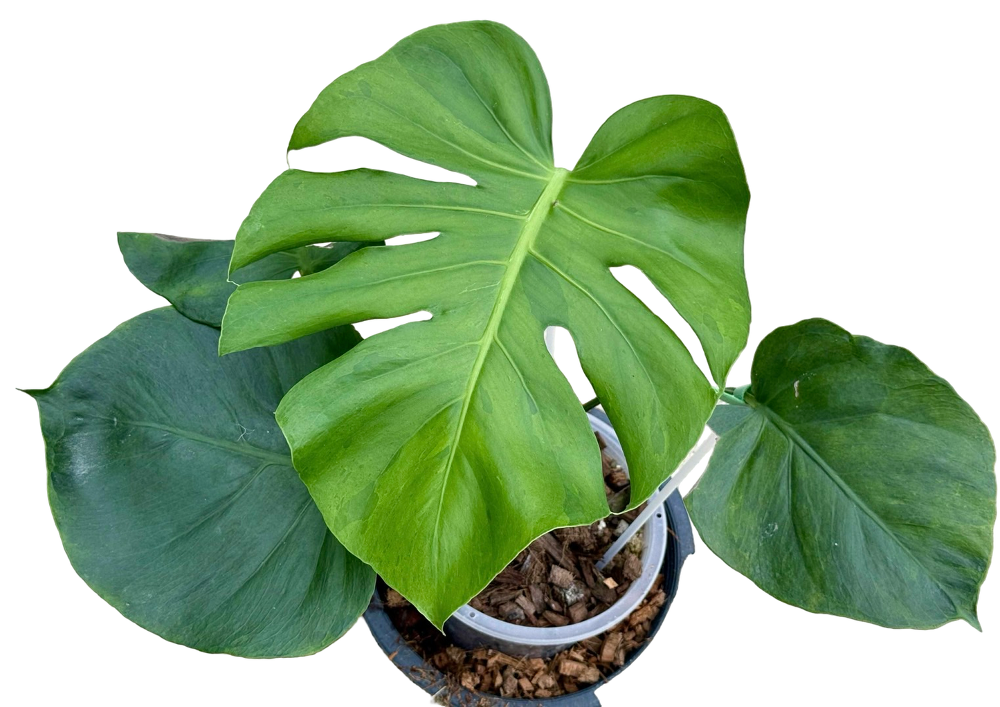 Monstera Deliciosa “NOID” - Actual Plant