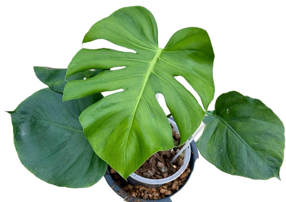 Monstera Deliciosa “NOID” - Actual Plant